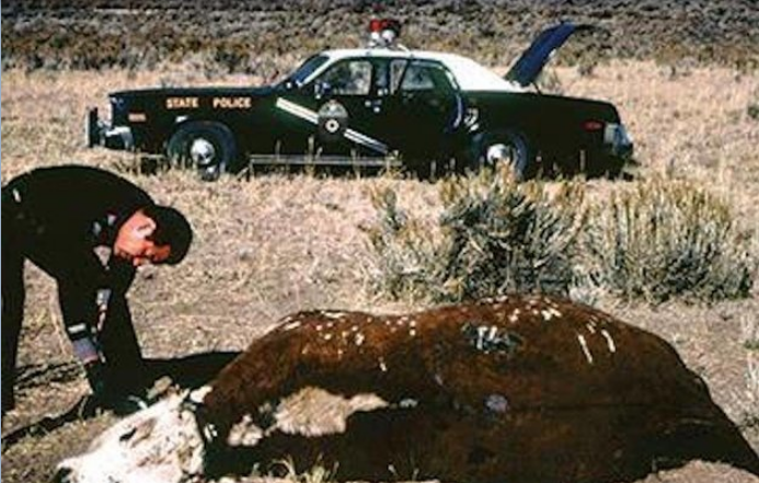 Gabriel Valdez rendőrjárőr vizsgál egy csonkított tehenet az 1970-es években, Új-Mexikó államban